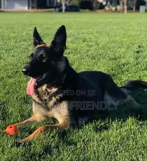 3-6 months Female Purebred German Shepherd