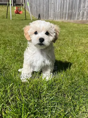 1-3 months Female Purebred Poodle