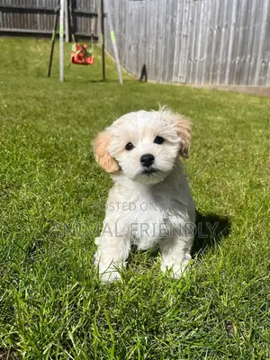 3-6 months Female Purebred Maltese