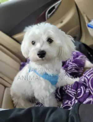1-3 months Female Purebred Poodle