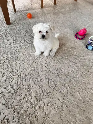 3-6 months Female Purebred Poodle