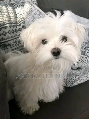1-3 months Female Purebred Maltese