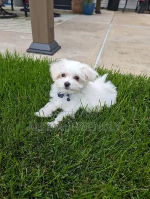 3-6 months Female Purebred Maltese
