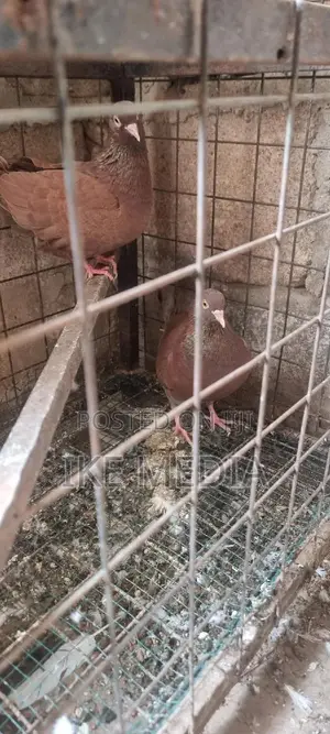 Recessive Red Pigeons