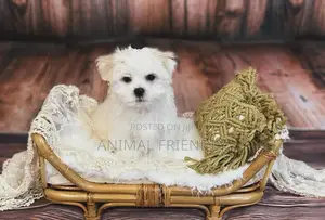 3-6 months Female Purebred Poodle