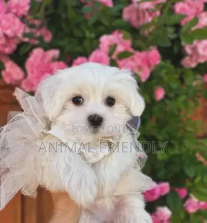 1-3 months Female Purebred Maltese