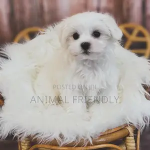 1-3 months Female Purebred Lhasa Apso