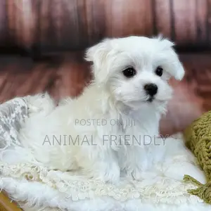 1-3 months Female Purebred Maltese