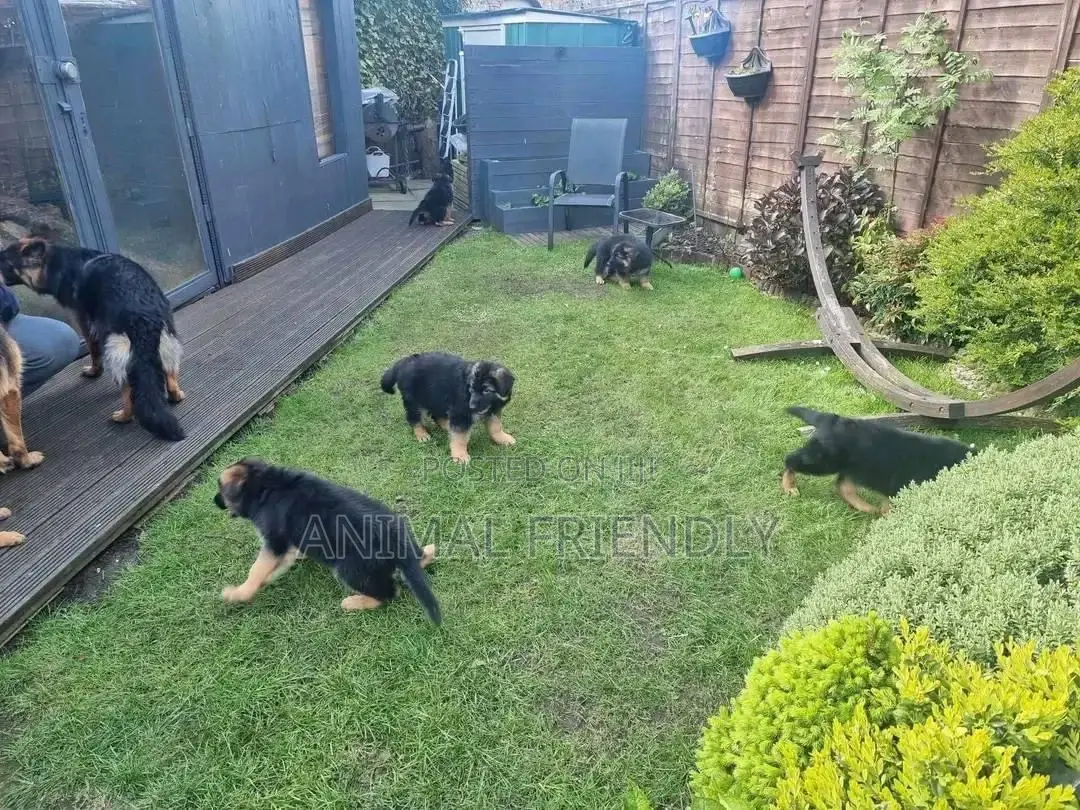 1-3 months Female Purebred German Shepherd
