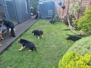 1-3 months Female Purebred German Shepherd