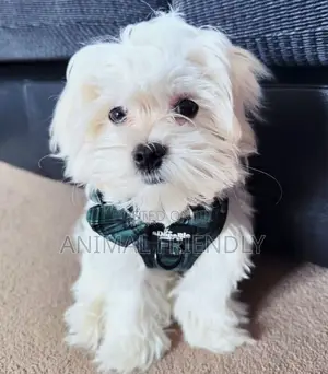 1-3 months Male Purebred Poodle