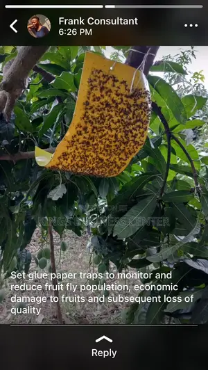 Fruit Fly Glue Trap