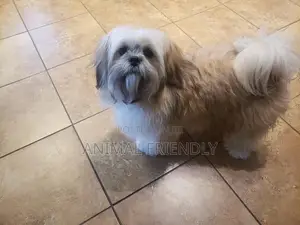 1-3 months Female Purebred Havanese