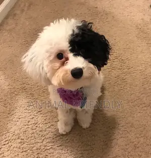 1-3 months Female Purebred Maltipoo