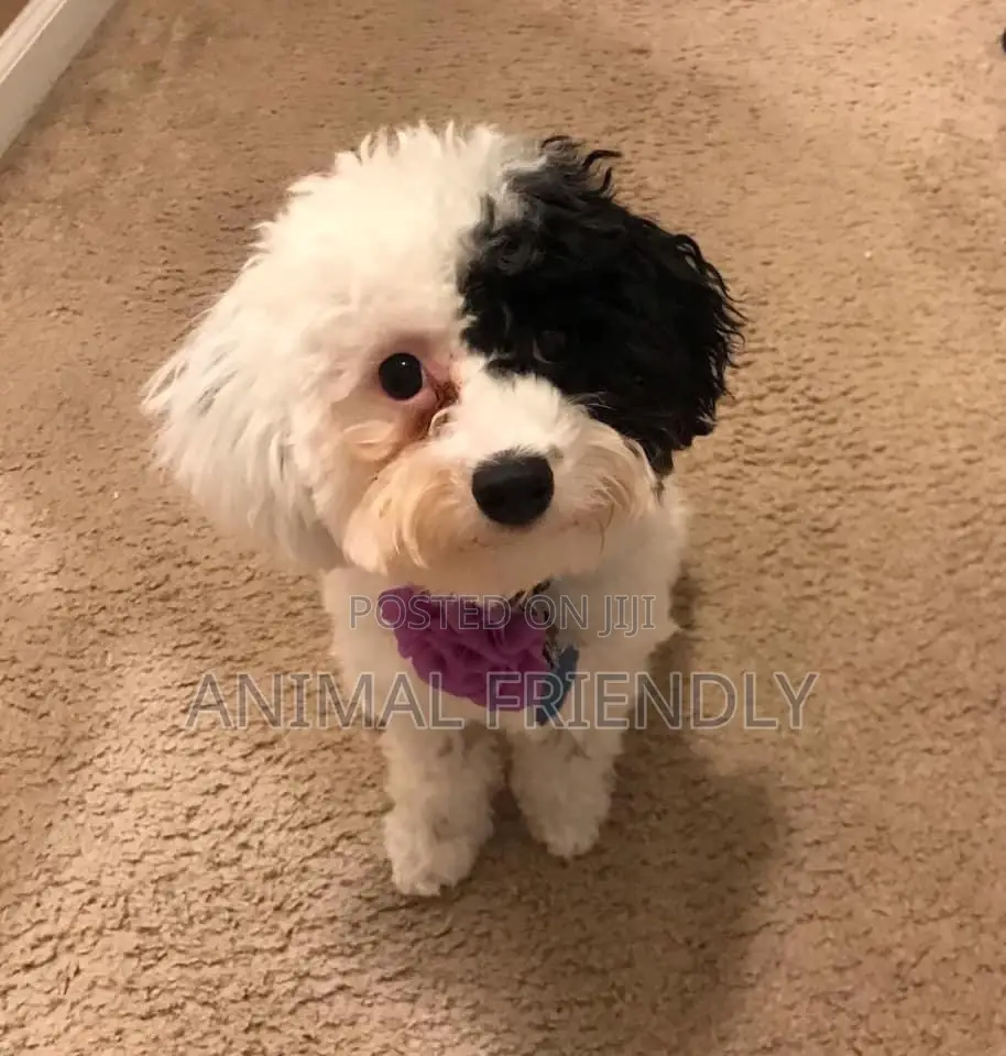 1-3 months Female Purebred Maltipoo