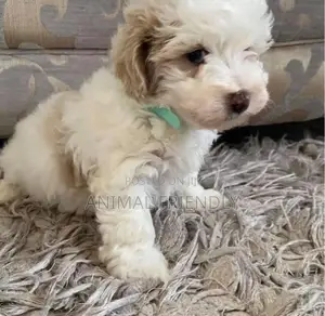 1-3 months Female Purebred Poodle