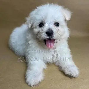 1-3 months Female Purebred Poodle