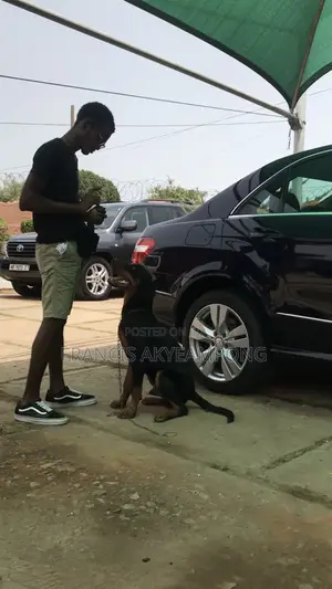 Dog Behaviorist