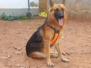 2+ Year Male Purebred German Shepherd for Crossing Services