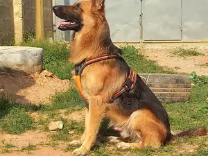 2+ Year Male Purebred German Shepherd for Crossing Services