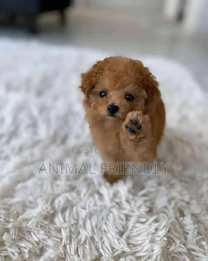 1-3 months Male Purebred Poodle