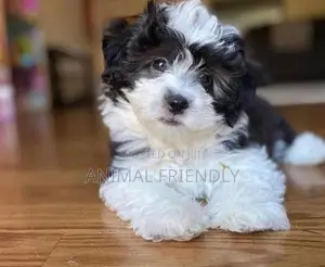 1-3 months Male Purebred Lhasa Apso