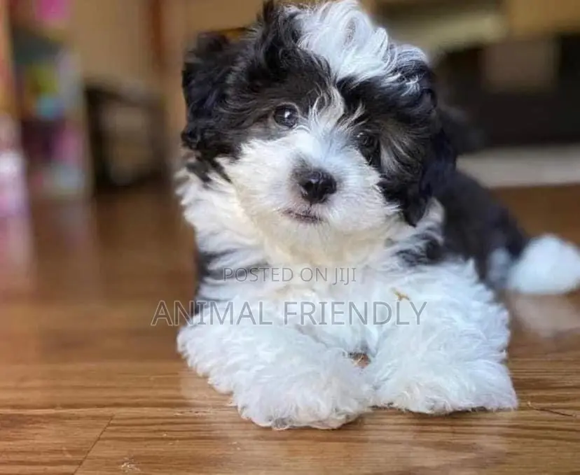 1-3 months Male Purebred Lhasa Apso