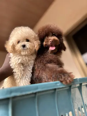 1-3 months Male Purebred Poodle