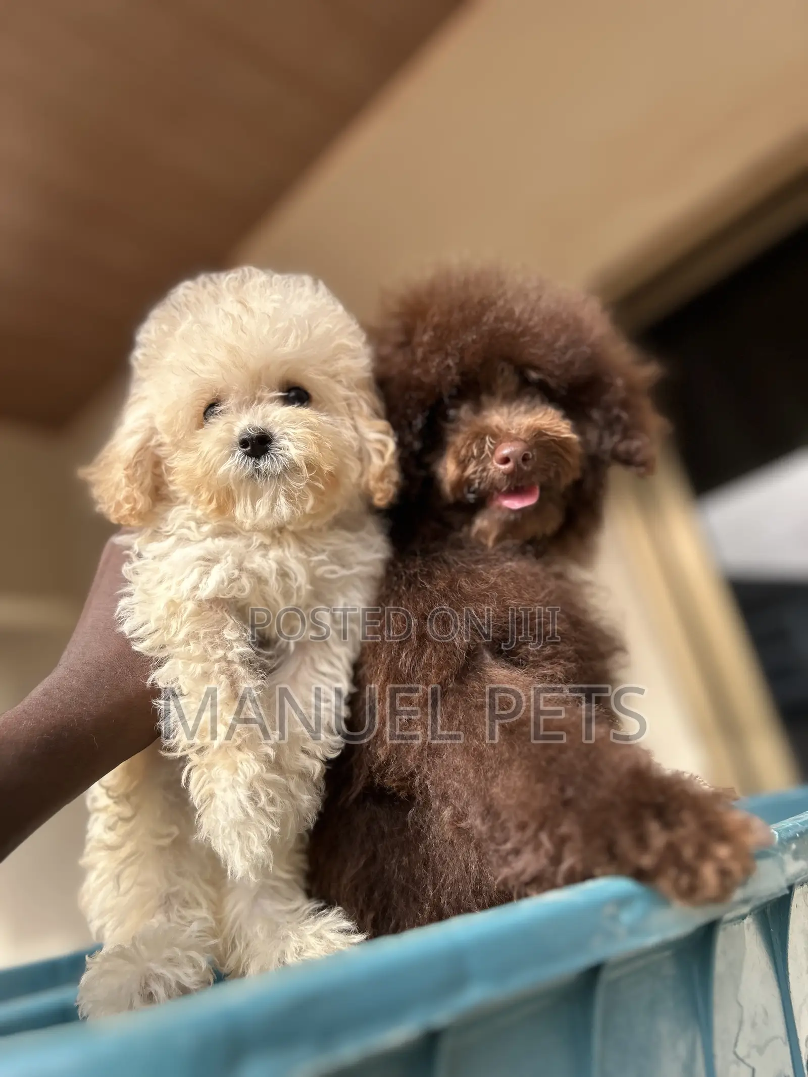 1-3 months Male Purebred Poodle