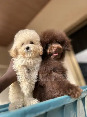 1-3 months Male Purebred Poodle