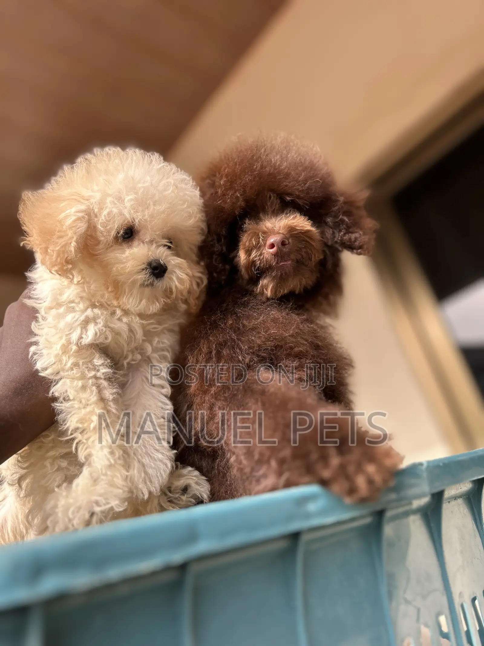 1-3 months Male Purebred Poodle