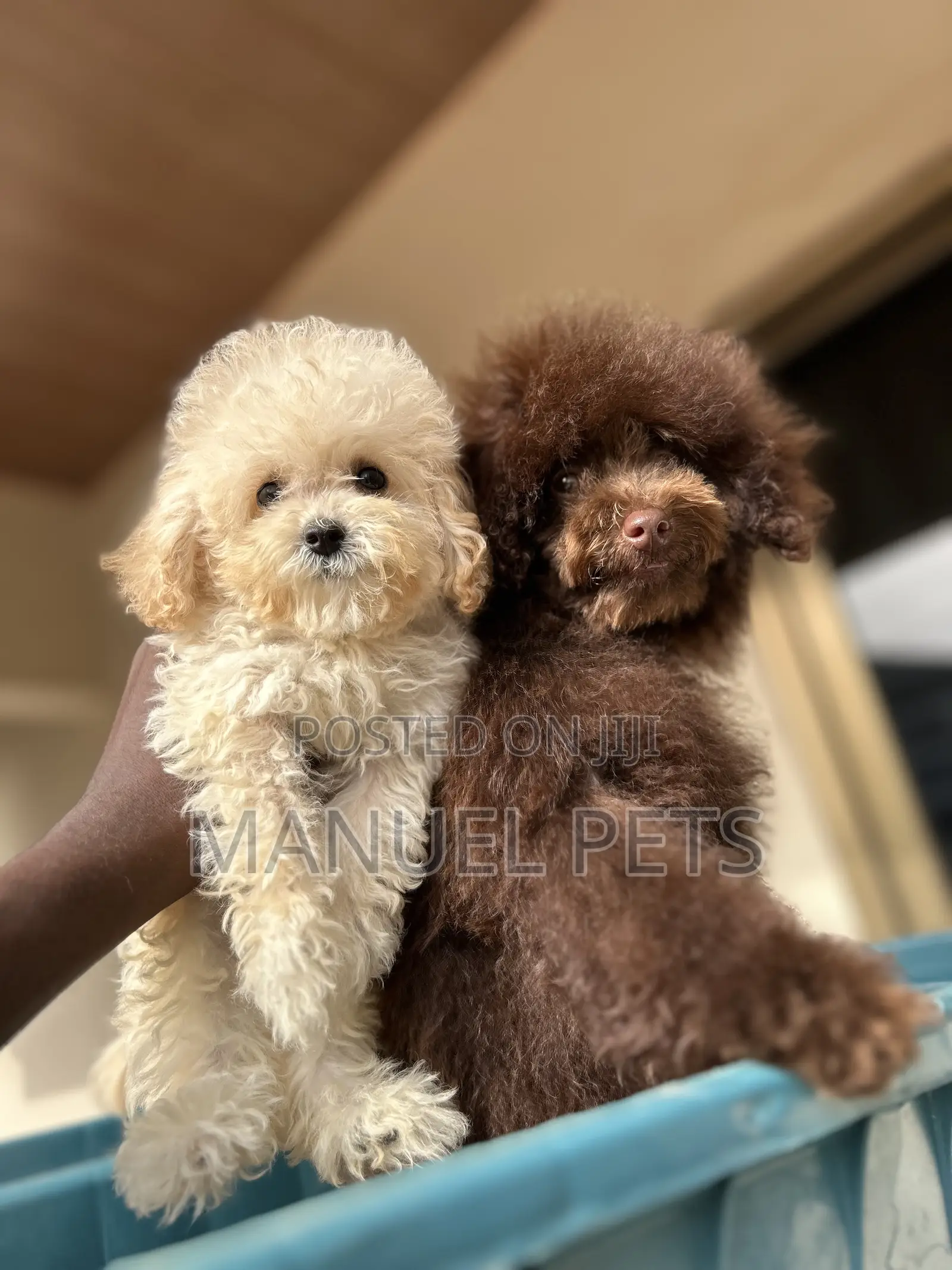 1-3 months Male Purebred Poodle