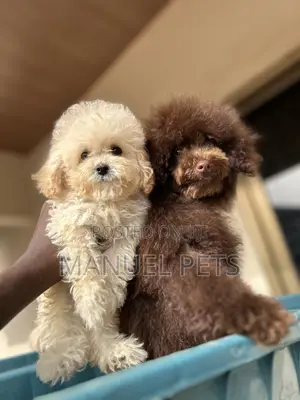 1-3 months Male Purebred Poodle