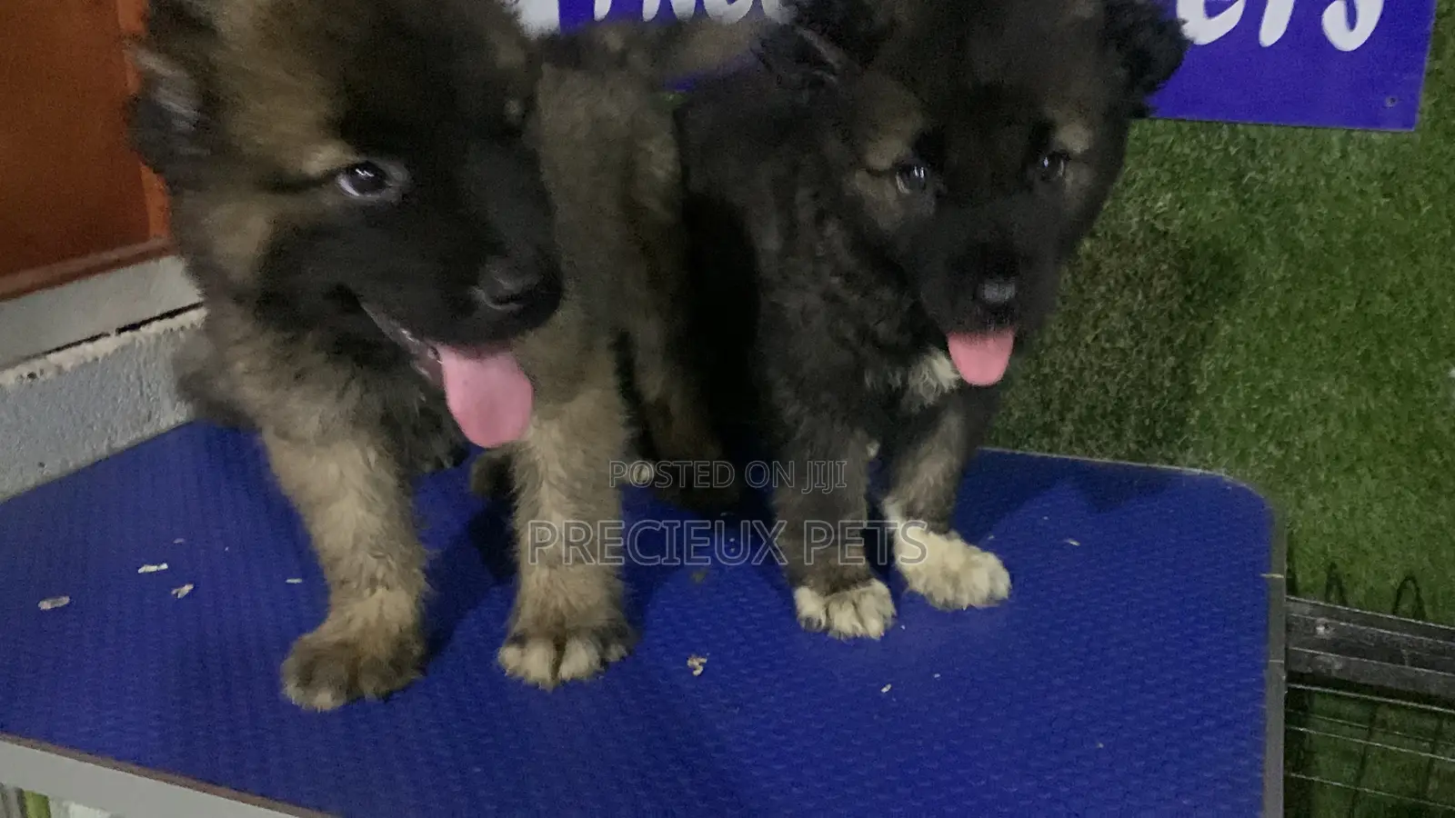 1-3 months Male Purebred Caucasian Shepherd