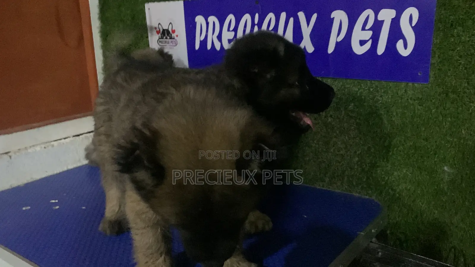 1-3 months Male Purebred Caucasian Shepherd