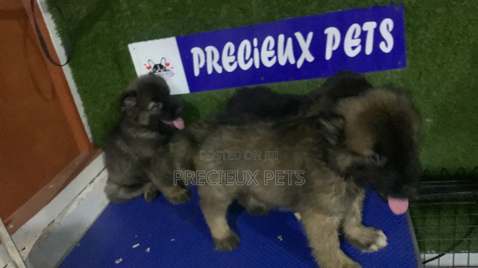 1-3 months Male Purebred Caucasian Shepherd