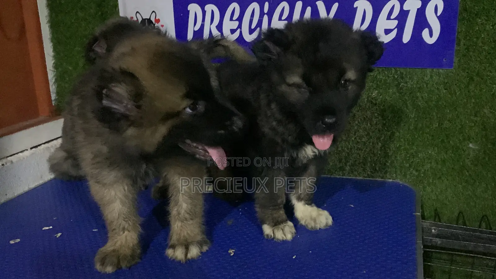 1-3 months Male Purebred Caucasian Shepherd