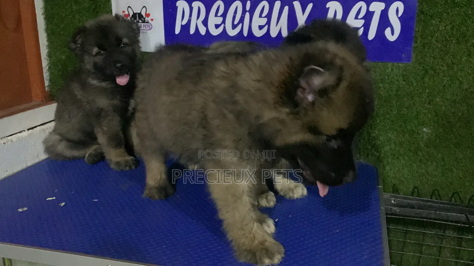 1-3 months Male Purebred Caucasian Shepherd