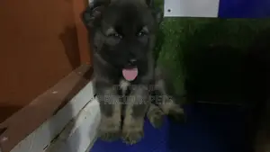 1-3 months Male Purebred Caucasian Shepherd