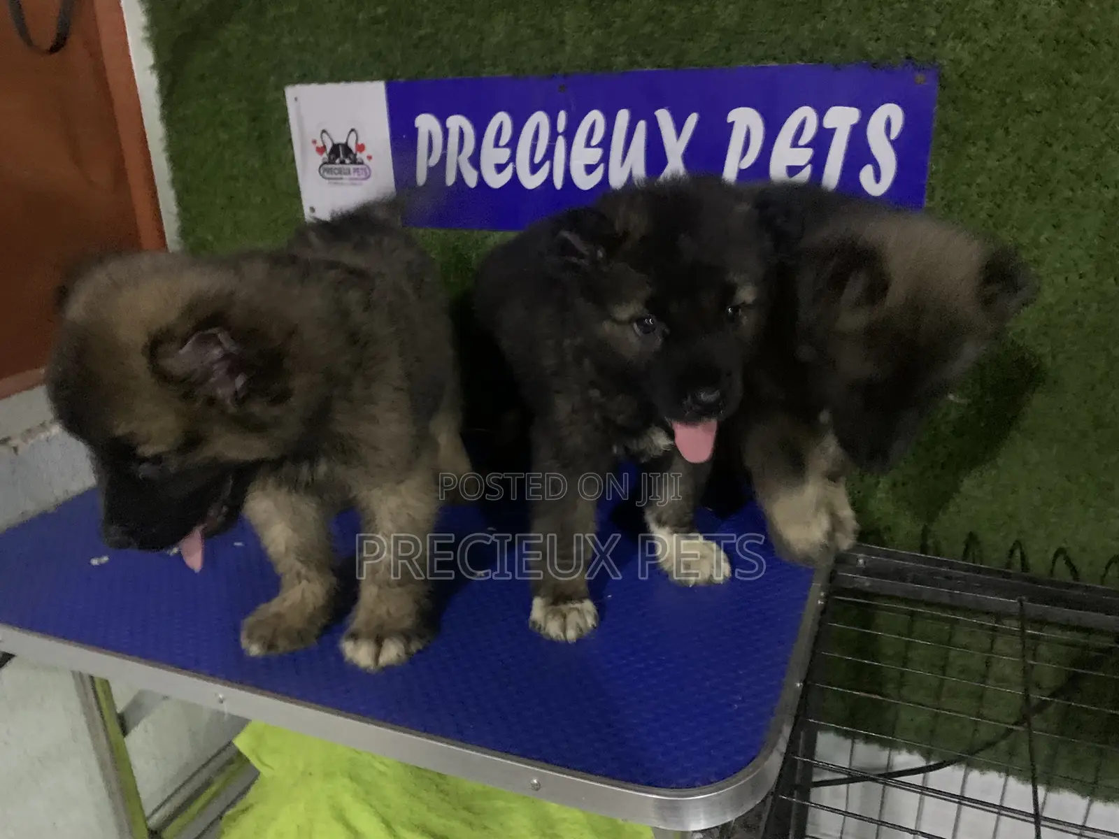 1-3 months Male Purebred Caucasian Shepherd