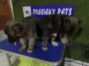 1-3 months Male Purebred Caucasian Shepherd