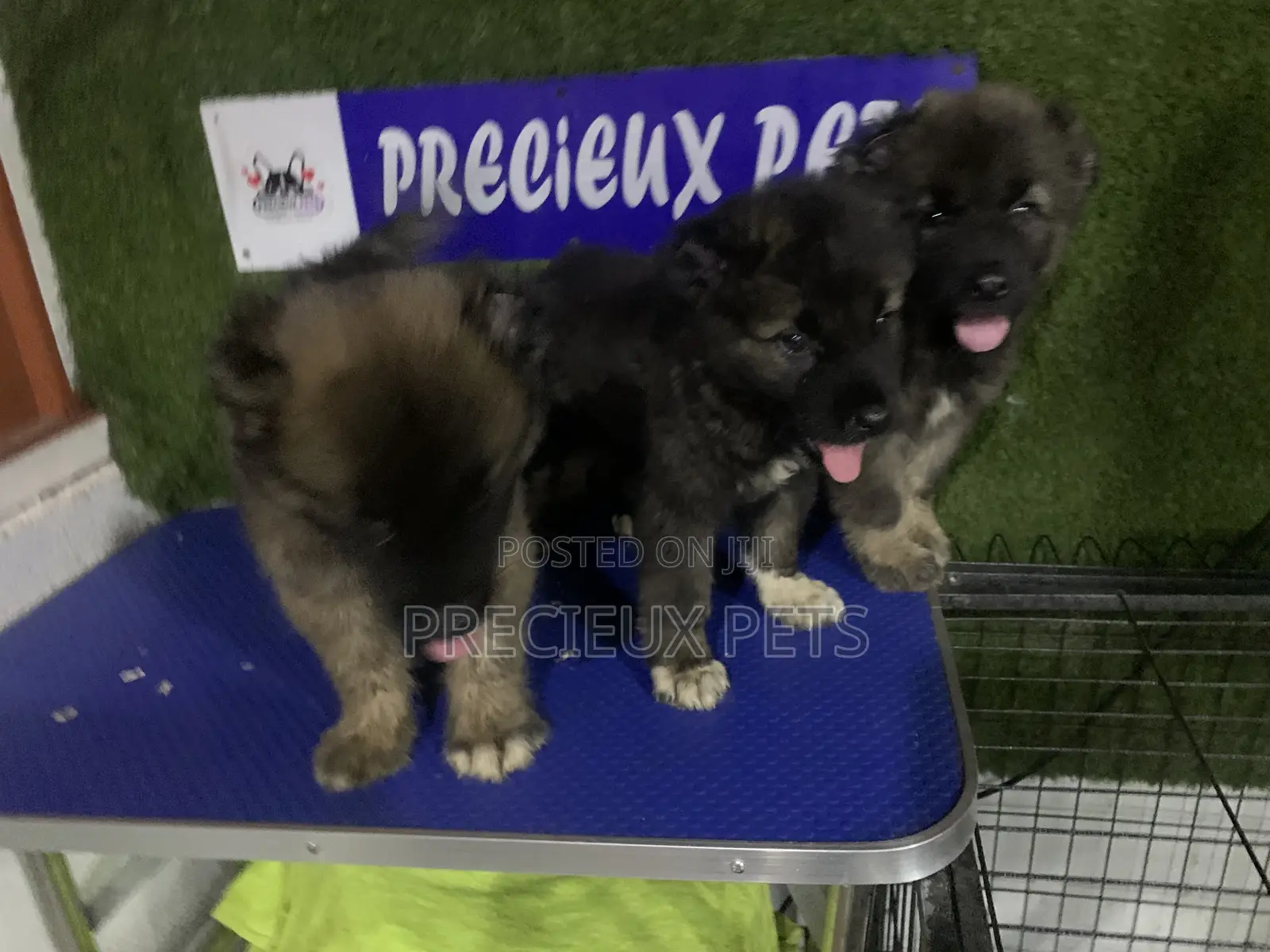 1-3 months Male Purebred Caucasian Shepherd