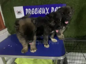 1-3 months Male Purebred Caucasian Shepherd