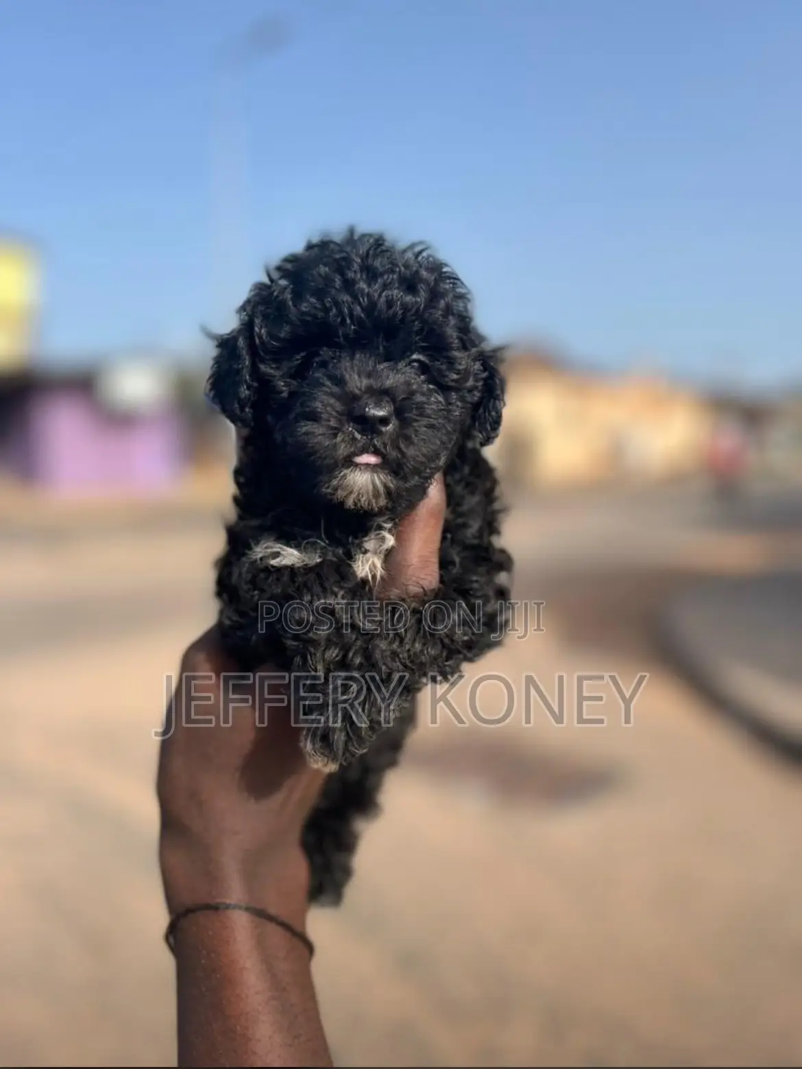 1-3 months Female Purebred Poodle