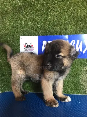 1-3 months Male Purebred Caucasian Shepherd