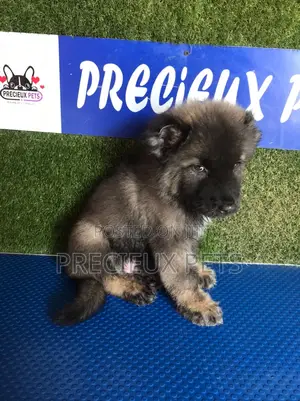 1-3 months Male Purebred Caucasian Shepherd