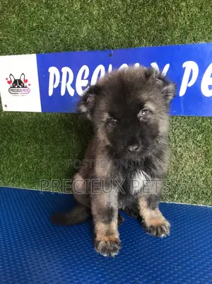 1-3 months Male Purebred Caucasian Shepherd