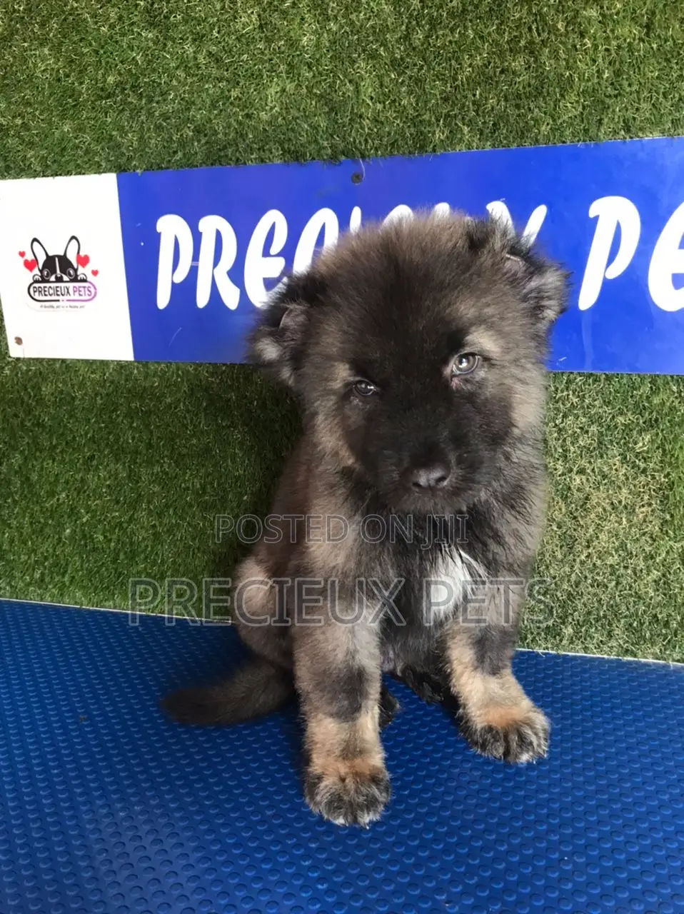 1-3 months Male Purebred Caucasian Shepherd