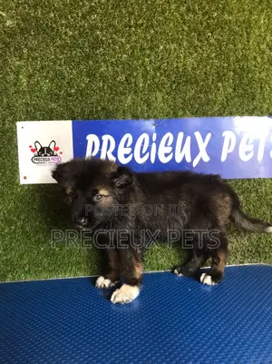 1-3 months Female Purebred Caucasian Shepherd