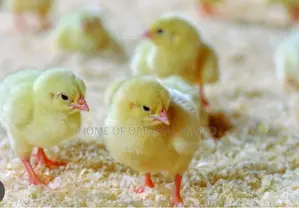 All Dayold Chicks Available Pure Breeds From the Netherlands